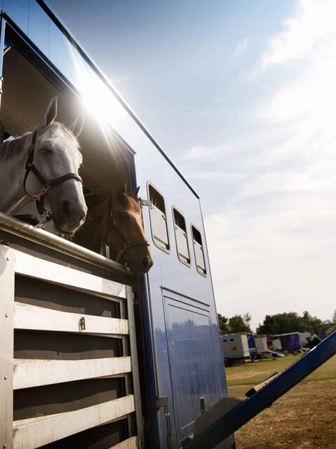 Alt du skal vide om syn og godkendelse af hestetrailer