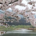 Traditionelle julekrans-designs, der aldrig går af mode