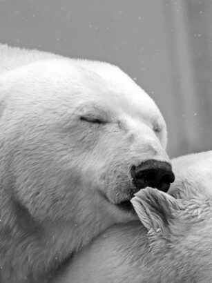 Rødkløverekstrakt og dens mulige virkning på hjertesundhed: Hvad siger forskningen?