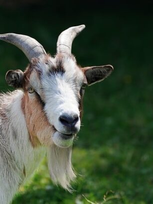 Fra klassisk til moderne: En rejse gennem tapetets historie