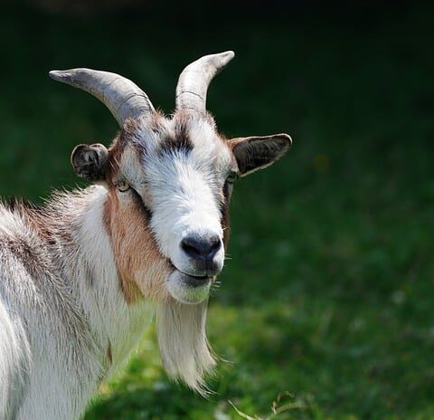 Fra klassisk til moderne: En rejse gennem tapetets historie